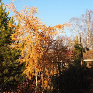 Mazanek Larix kaempferi Modrzew japoński 2