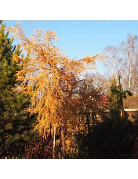 Modrzew japoński Mazanek Larix kaempferi