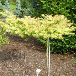 Modrzew japoński Magic Gold Larix kaempferi