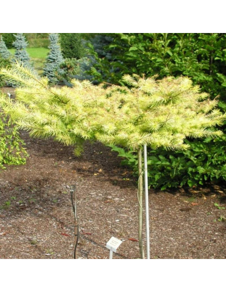 Modrzew japoński Magic Gold Larix kaempferi