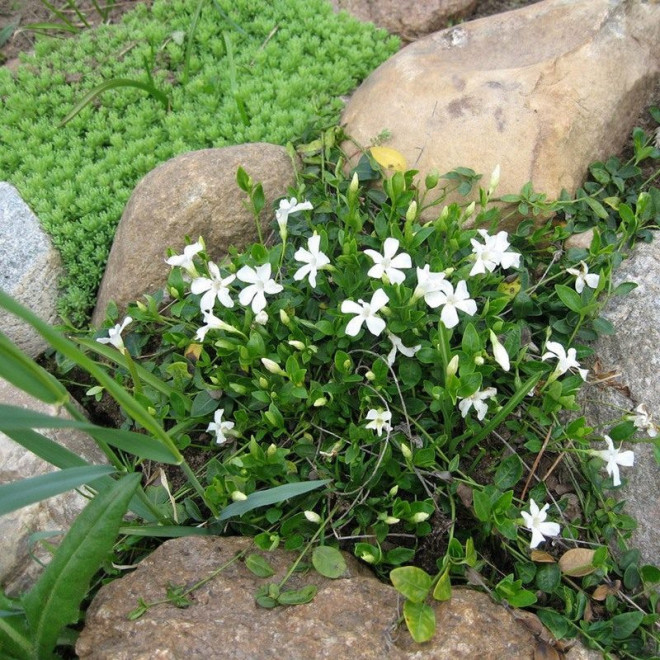 Vinca minor Barwinek pospolity Alba