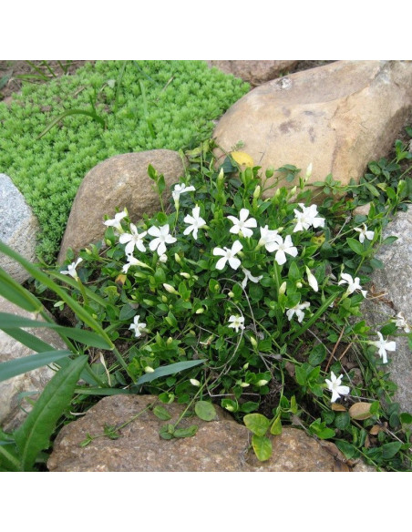 Vinca minor Barwinek pospolity Alba