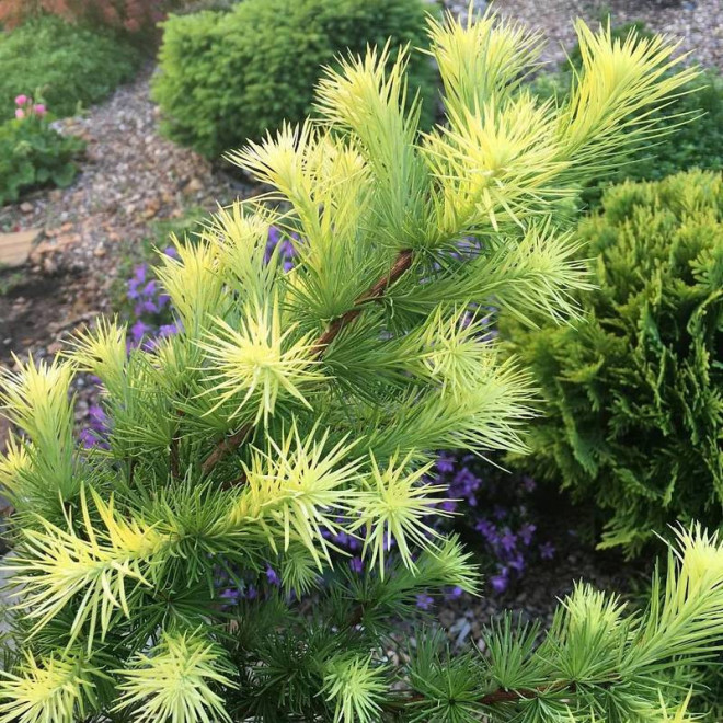 Magic Gold Larix kaempferi Modrzew japoński