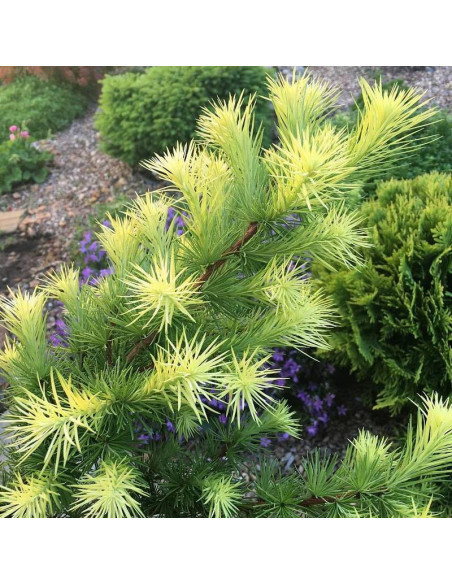 Magic Gold Larix kaempferi Modrzew japoński
