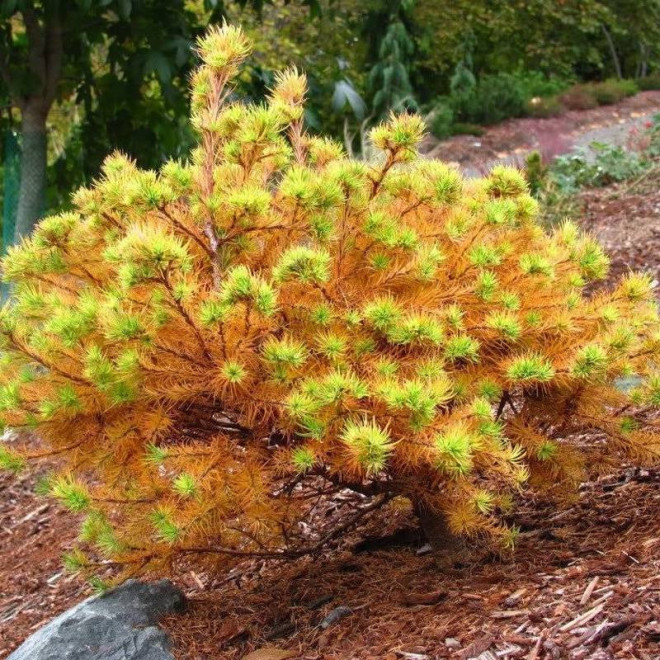 Modrzew japoński Larix kaempferi Magic Gold