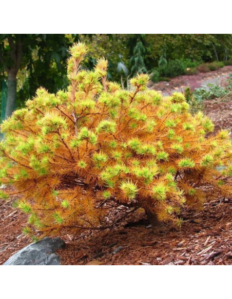 Modrzew japoński Larix kaempferi Magic Gold