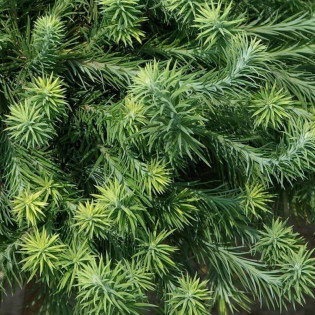 Modrzew japoński Madurodam Larix kaempferi