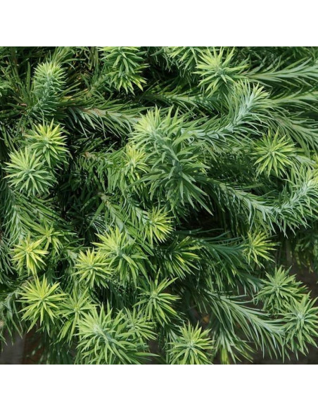 Modrzew japoński Madurodam Larix kaempferi