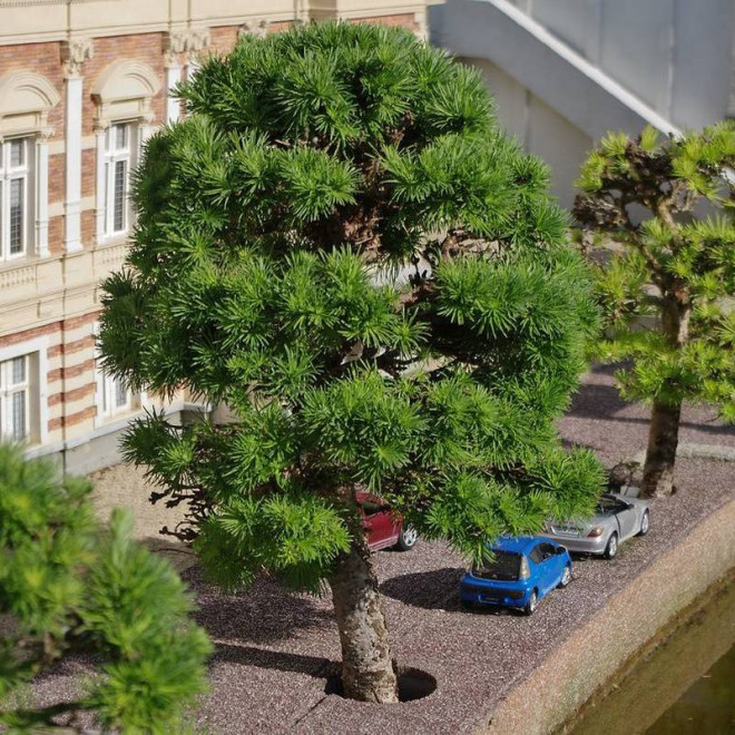 Madurodam Larix kaempferi Modrzew japoński