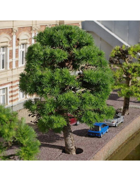 Madurodam Larix kaempferi Modrzew japoński