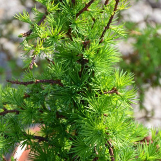 Modrzew japoński Little Boggle Larix kaempferi