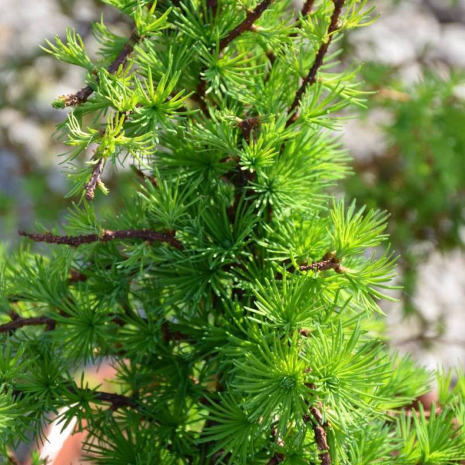 Modrzew japoński Little Boggle Larix kaempferi