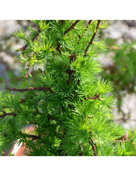 Modrzew japoński Little Boggle Larix kaempferi