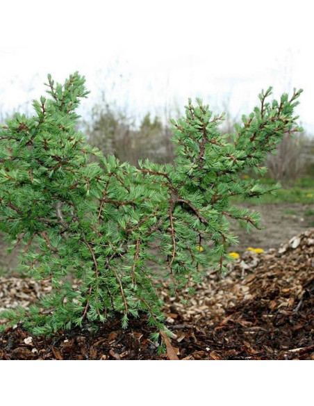 Little Boggle Larix kaempferi Modrzew japoński