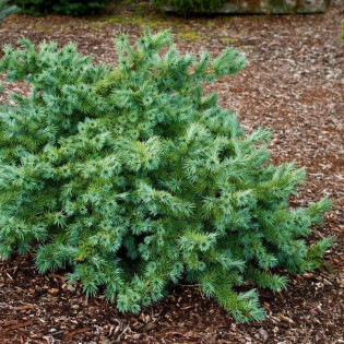 Modrzew japoński Little Blue Star Larix kaempferi