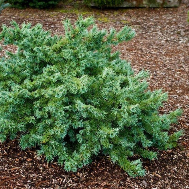 Modrzew japoński Little Blue Star Larix kaempferi