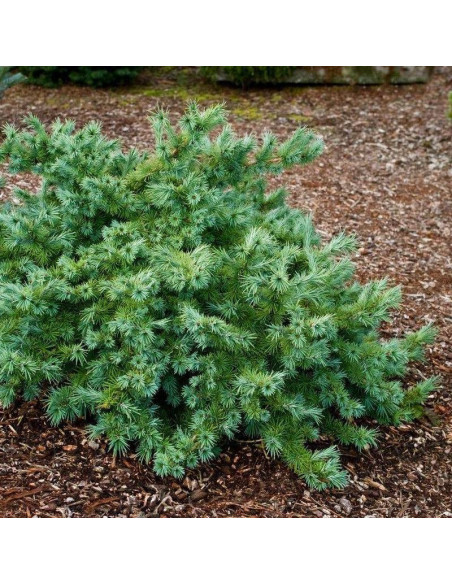 Modrzew japoński Little Blue Star Larix kaempferi