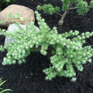 Modrzew japoński Little Blue Star Larix kaempferi 2