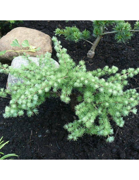Little Blue Star Larix kaempferi Modrzew japoński