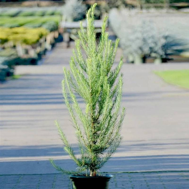Modrzew japoński Jakobsen's Pyramid Larix kaempferi