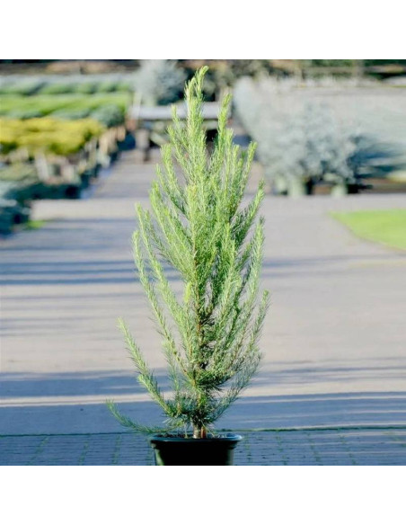 Modrzew japoński Jakobsen's Pyramid Larix kaempferi