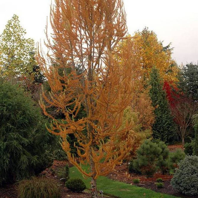 Jakobsen's Pyramid Larix kaempferi Modrzew japoński