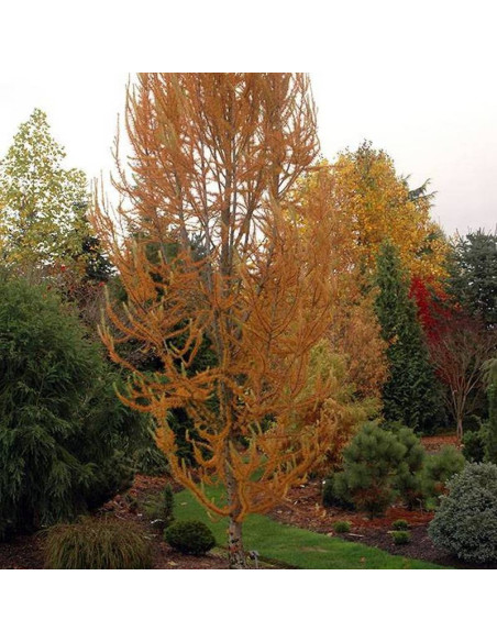 Jakobsen's Pyramid Larix kaempferi Modrzew japoński