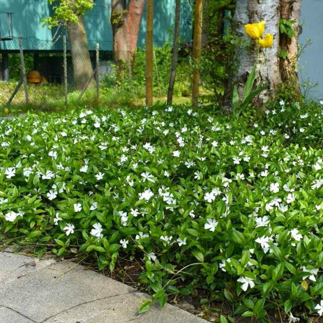 Vinca minor Alba Barwinek pospolity
