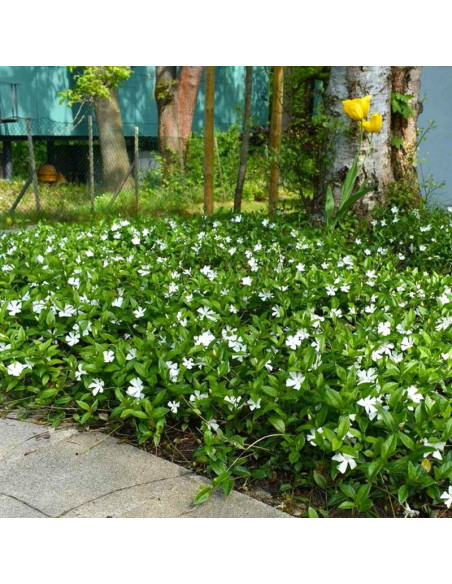 Vinca minor Alba Barwinek pospolity