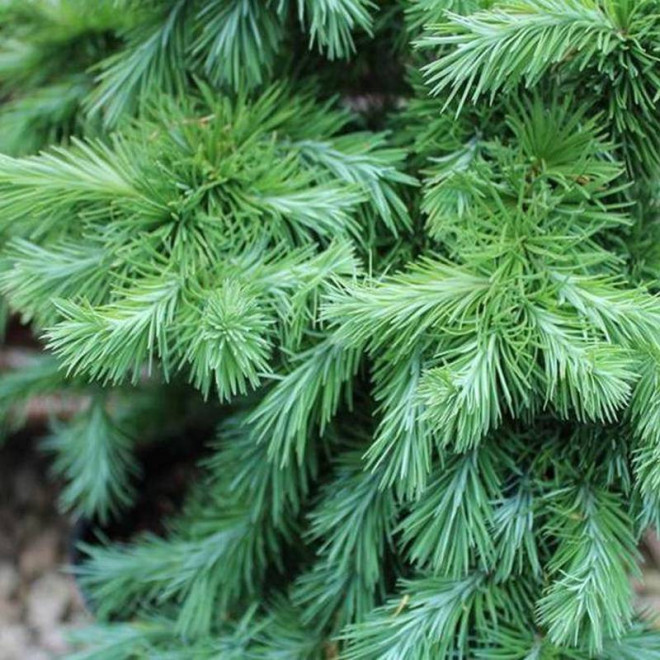 Modrzew japoński Larix kaempferi Jakobsen's Pyramid