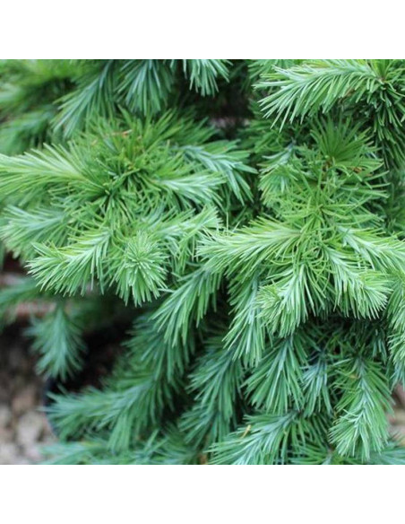 Modrzew japoński Larix kaempferi Jakobsen's Pyramid