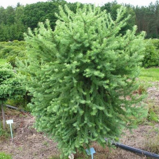 Modrzew japoński Grey Pearl Larix kaempferi