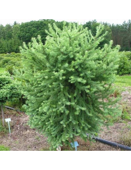 Modrzew japoński Grey Pearl Larix kaempferi