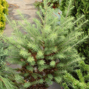 Modrzew japoński Grey Pearl Larix kaempferi 2