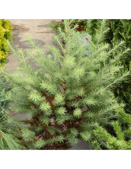 Grey Pearl Larix kaempferi Modrzew japoński