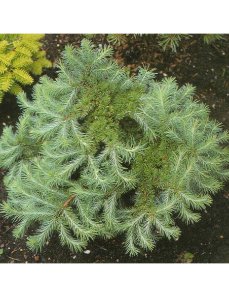 Modrzew japoński Larix kaempferi Grey Pearl