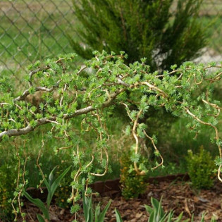 Diana Larix kaempferi Modrzew japoński