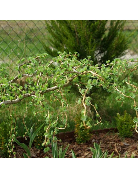 Diana Larix kaempferi Modrzew japoński