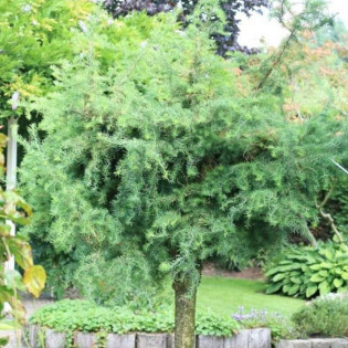 Diana Larix kaempferi Modrzew japoński 2