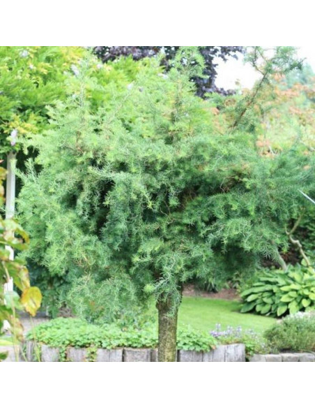 Modrzew japoński Diana Larix kaempferi