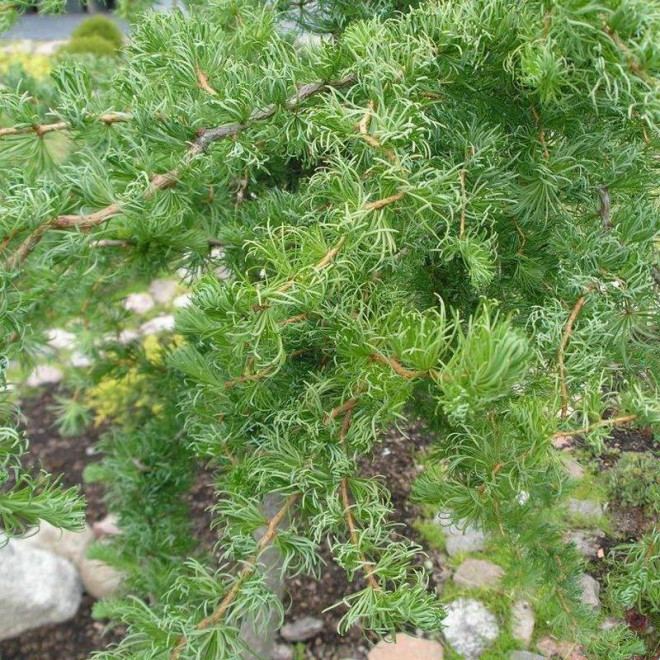 Modrzew japoński Larix kaempferi Diana