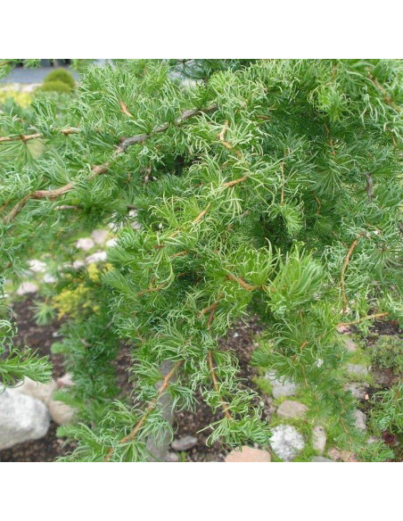 Modrzew japoński Larix kaempferi Diana