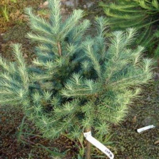 Modrzew japoński Cupido Larix kaempferi