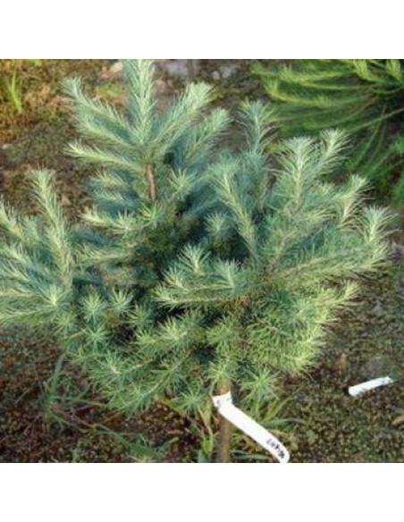 Modrzew japoński Cupido Larix kaempferi