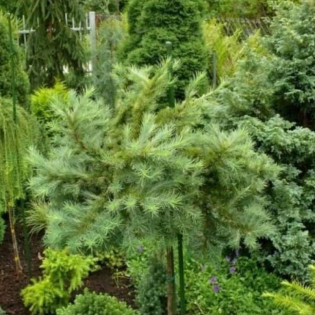 Modrzew japoński Cupido Larix kaempferi 2