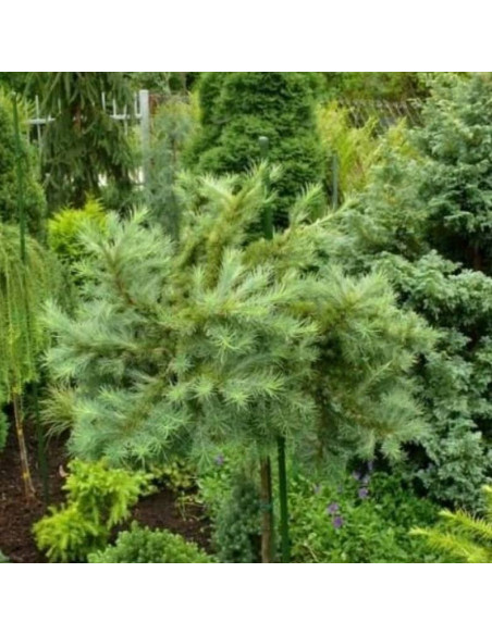 Cupido Larix kaempferi Modrzew japoński