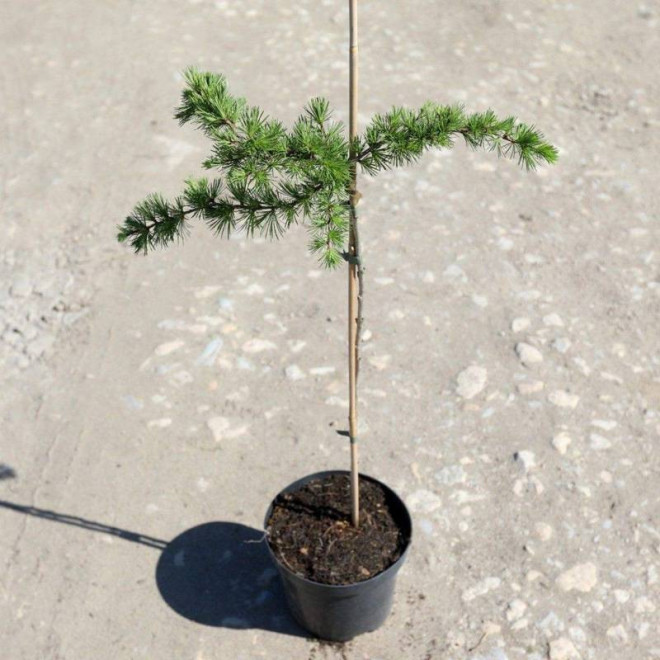 Cruwys Morchard Larix kaempferi Modrzew japoński