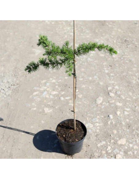 Cruwys Morchard Larix kaempferi Modrzew japoński