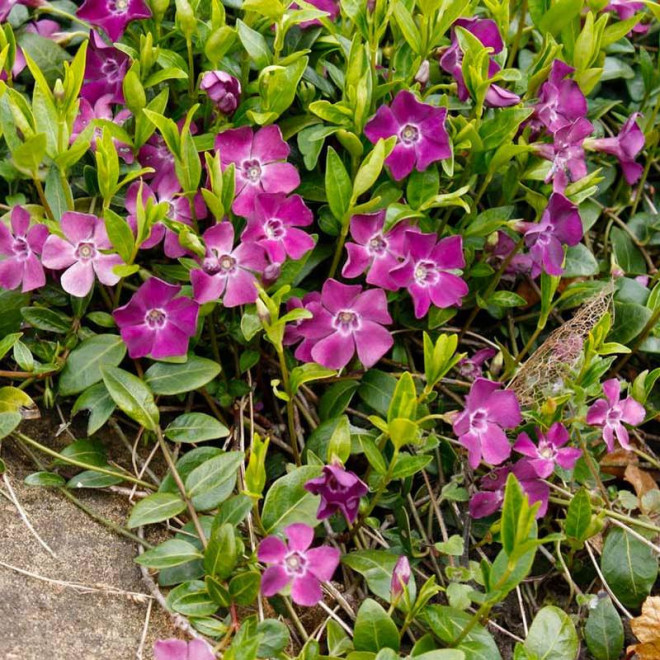 Barwinek pospolity Atropurpurea Vinca minor