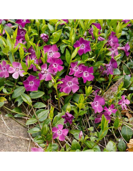 Barwinek pospolity Atropurpurea Vinca minor